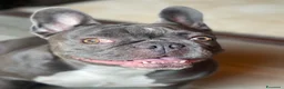 Bulldog Francese cani in vendita: Disponibilità di Bulldog Francese  - Annuncio 16