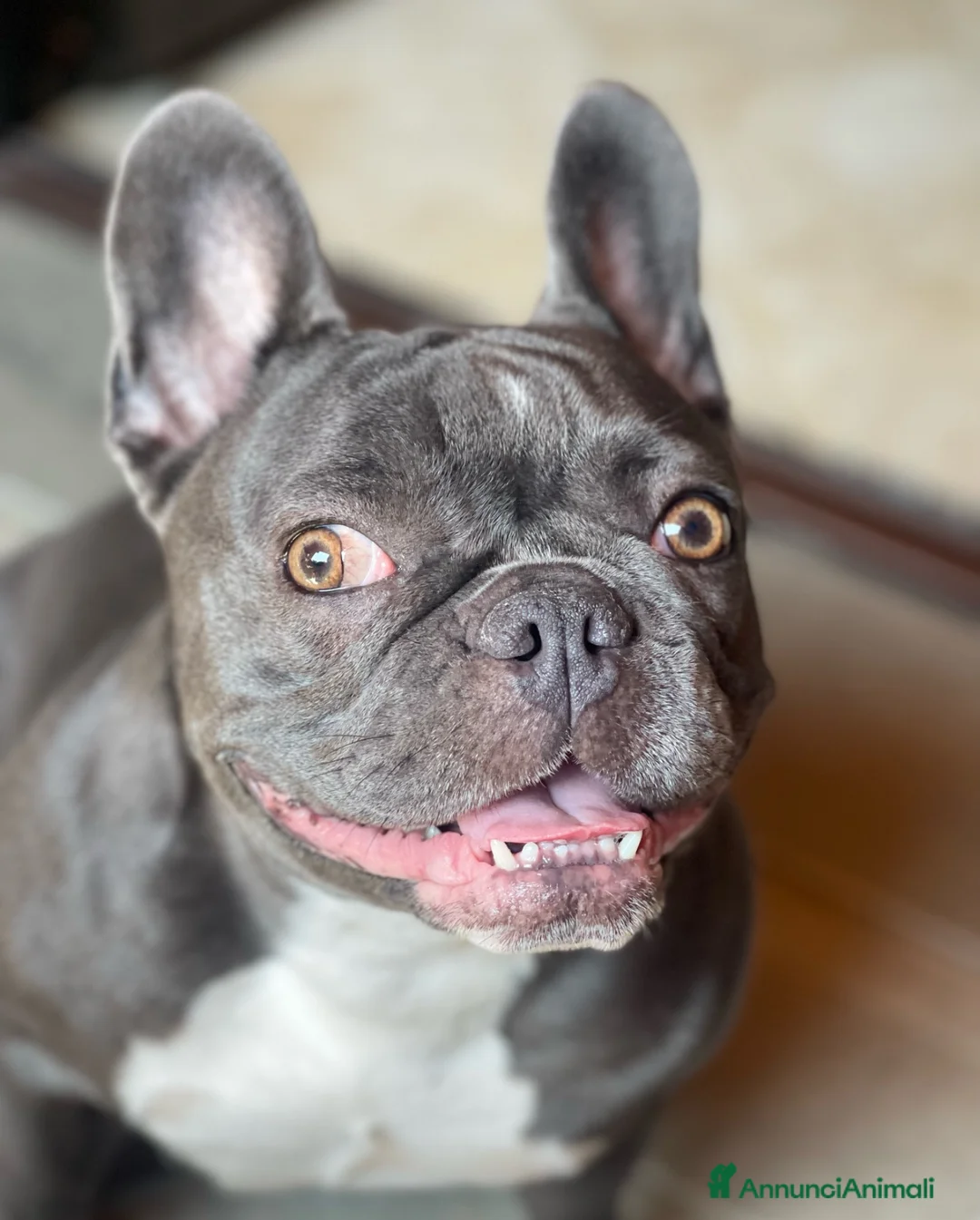 Bulldog Francese cani in vendita: Disponibilità di Bulldog Francese  - Annuncio 16