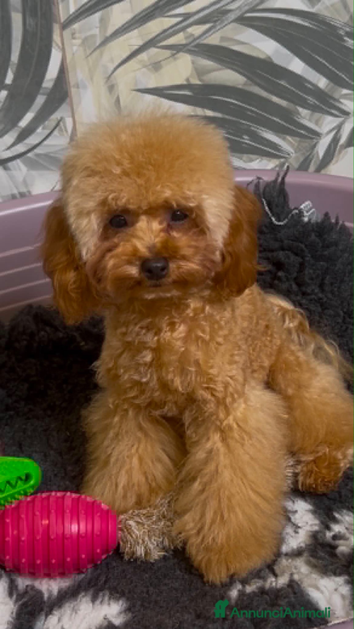 Barboncino Toy cani in vendita: Cuccioli barboncino toy e mini toy  a Provincia di Brescia - Annuncio 2