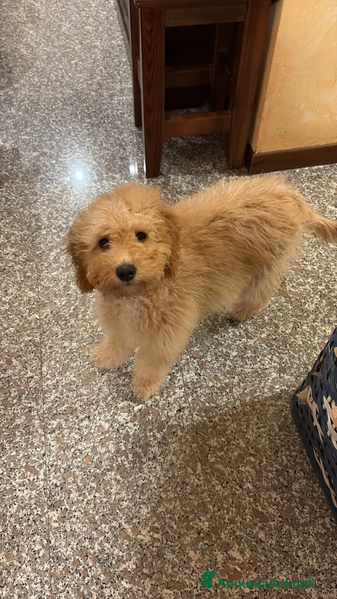 Barboncino cani in vendita: Cucciola di barboncino in vendita - Annuncio 4