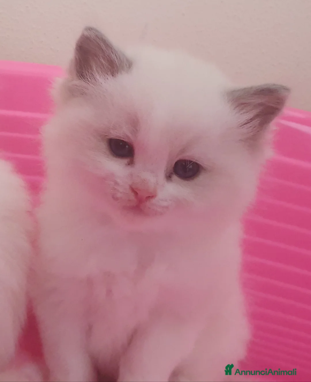 Ragdoll gatti in vendita: Ragdoll cuccioli con pedigree  - Annuncio 2