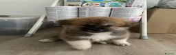 Akita Inu cani in vendita: cucccioli - Annuncio 10