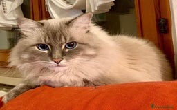 Siberiano gatti in vendita: cuccioli in arrivo a Provincia di Forlì-Cesena - Immagine 2