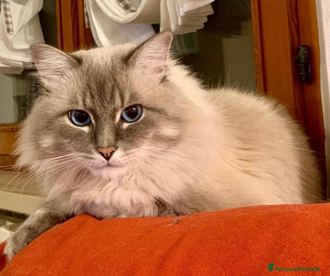 Siberiano gatti in vendita: cuccioli in arrivo a Provincia di Forlì-Cesena - Immagine 2