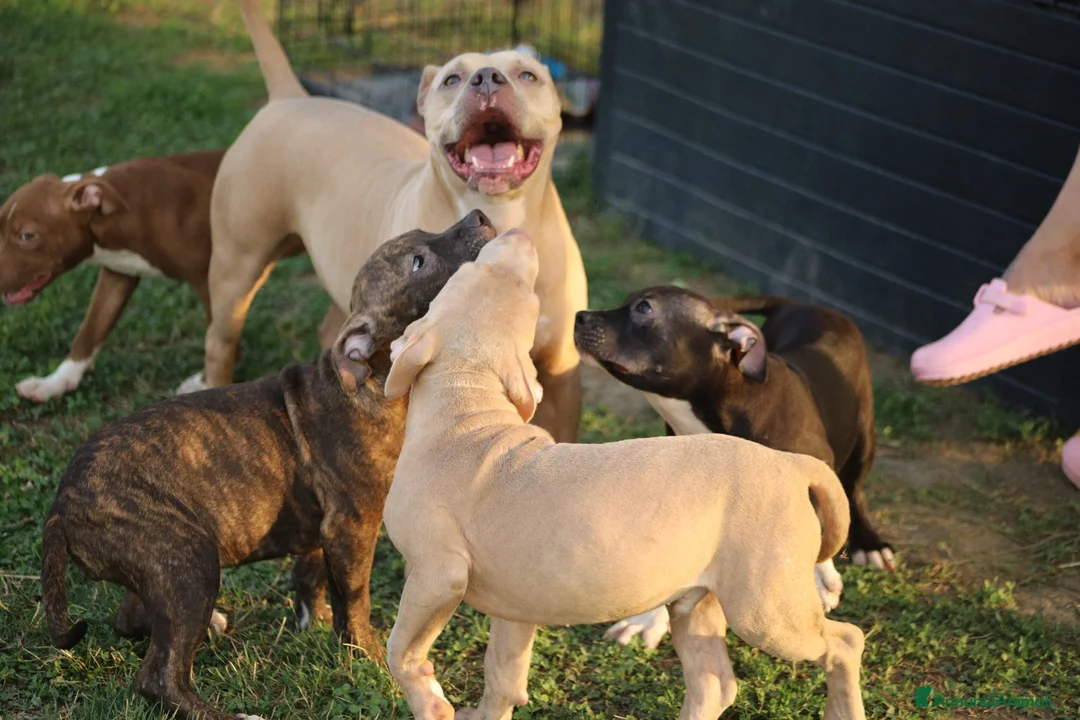 Pitbull cani in vendita: Cuccioli Pit Bull con pedigree anche a rate - Annuncio 2