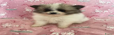 Volpino Pomerania Cucciolo 2