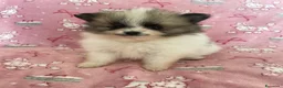 Volpino Pomerania cani in vendita: Adorabili cuccioli di Pomerania disponibili - Annuncio 3