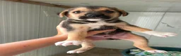 Meticcio cani in regalo: TENERI CUCCIOLOTTI : TARZAN E JANE a Città metropolitana di Roma Capitale - Annuncio 12