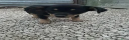 Meticcio cani in regalo: IL PICCOLO E DOLCE OTTO - Annuncio 4