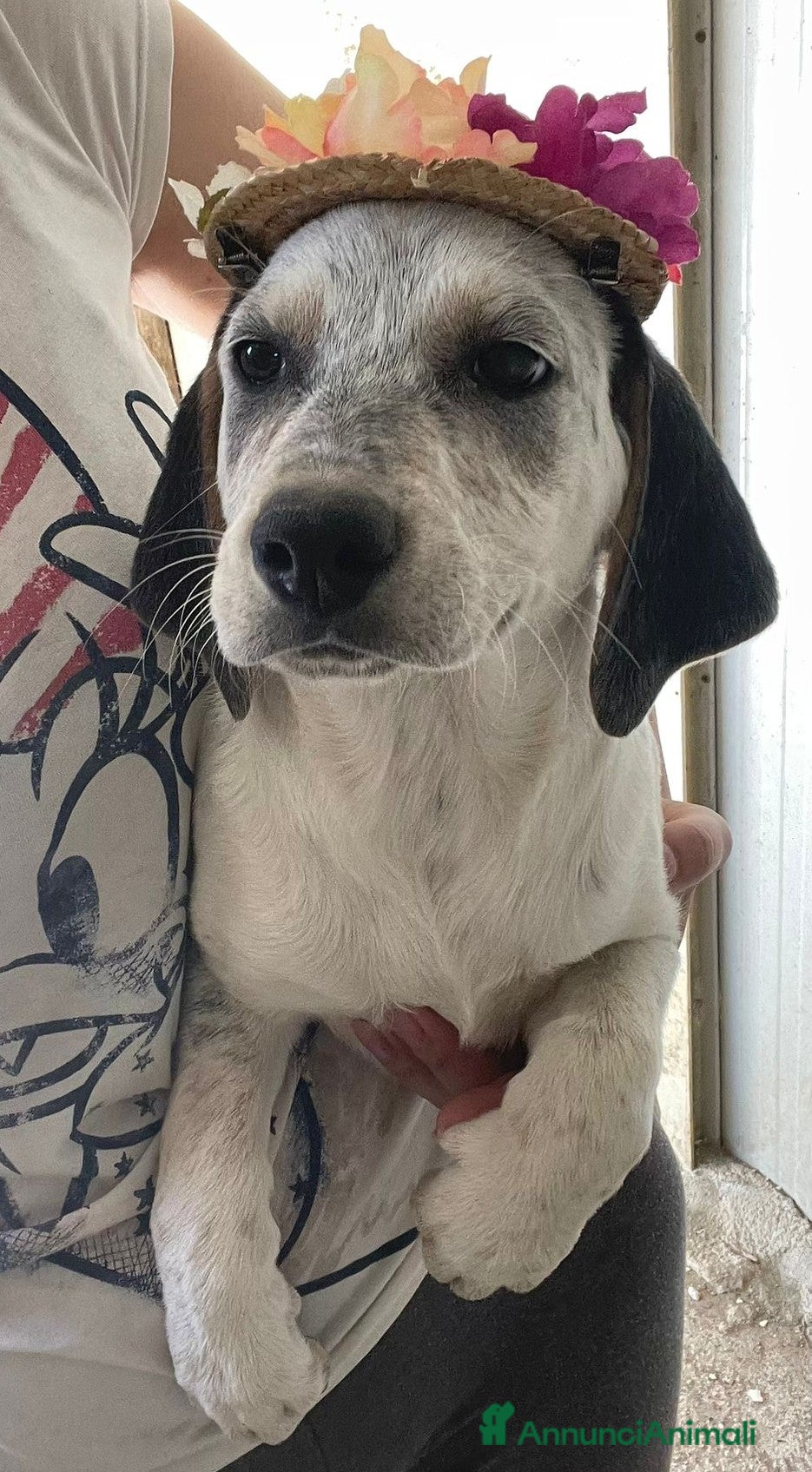 Meticcio cani LA TENERISSIMA SIRYA - Annuncio 12