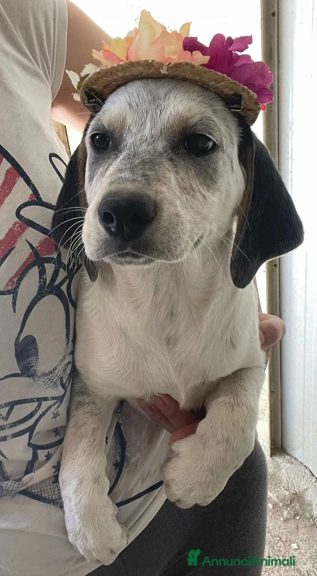 Meticcio cani in regalo: LA TENERISSIMA SIRYA - Annuncio 1