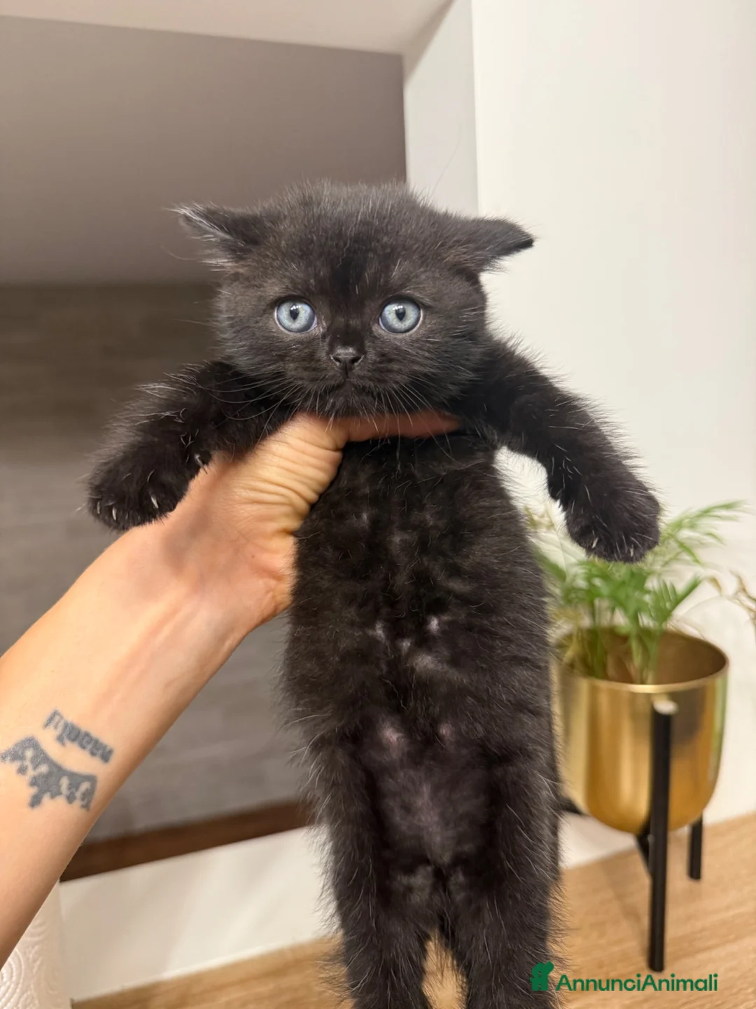 Scottish gatti in vendita: Gattini Scottish  - Annuncio 1