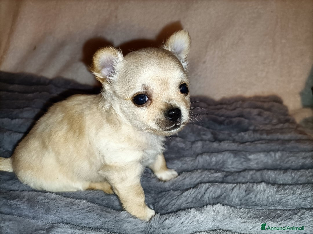 Chihuahua cani in vendita: CUCCIOLO CHIHUAHUA MASCHIO PEDIGREE  - Annuncio 2