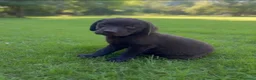 Labrador cani in vendita: Cuccioli di labrador cioccolato  a Provincia di Frosinone - Annuncio 4