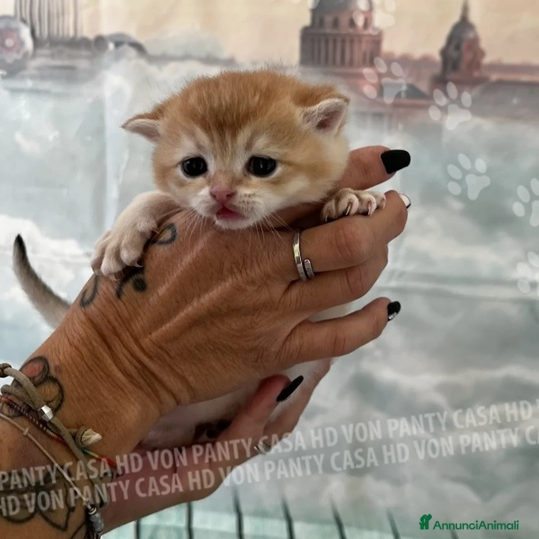 British gatti in vendita: Cuccioli British Shorthair  - Annuncio 9