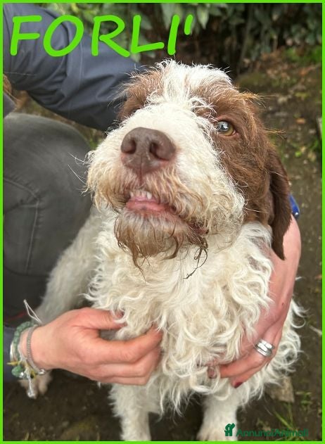 Lagotto cani FORLI' adozione del cuore! - Annuncio 2