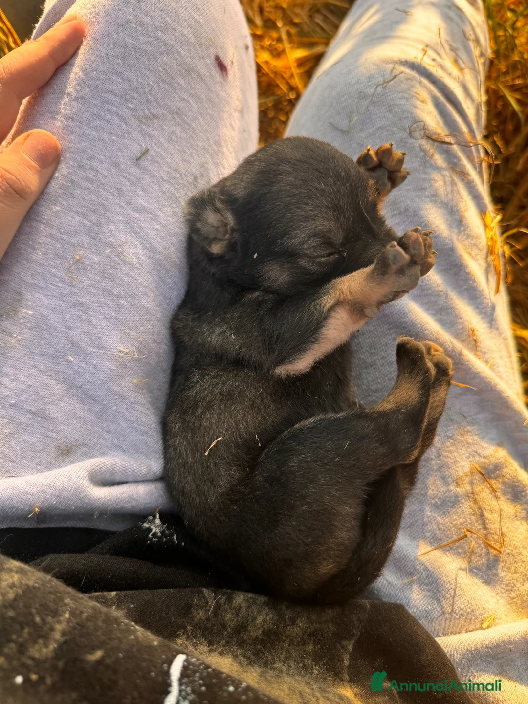 Meticcio cani in regalo: Cuccioli meticci  a Città metropolitana di Roma Capitale - Annuncio 29