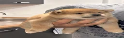 Shiba Inu cani in vendita: Vendensi cuccioli di Shiba Inu - Annuncio 5