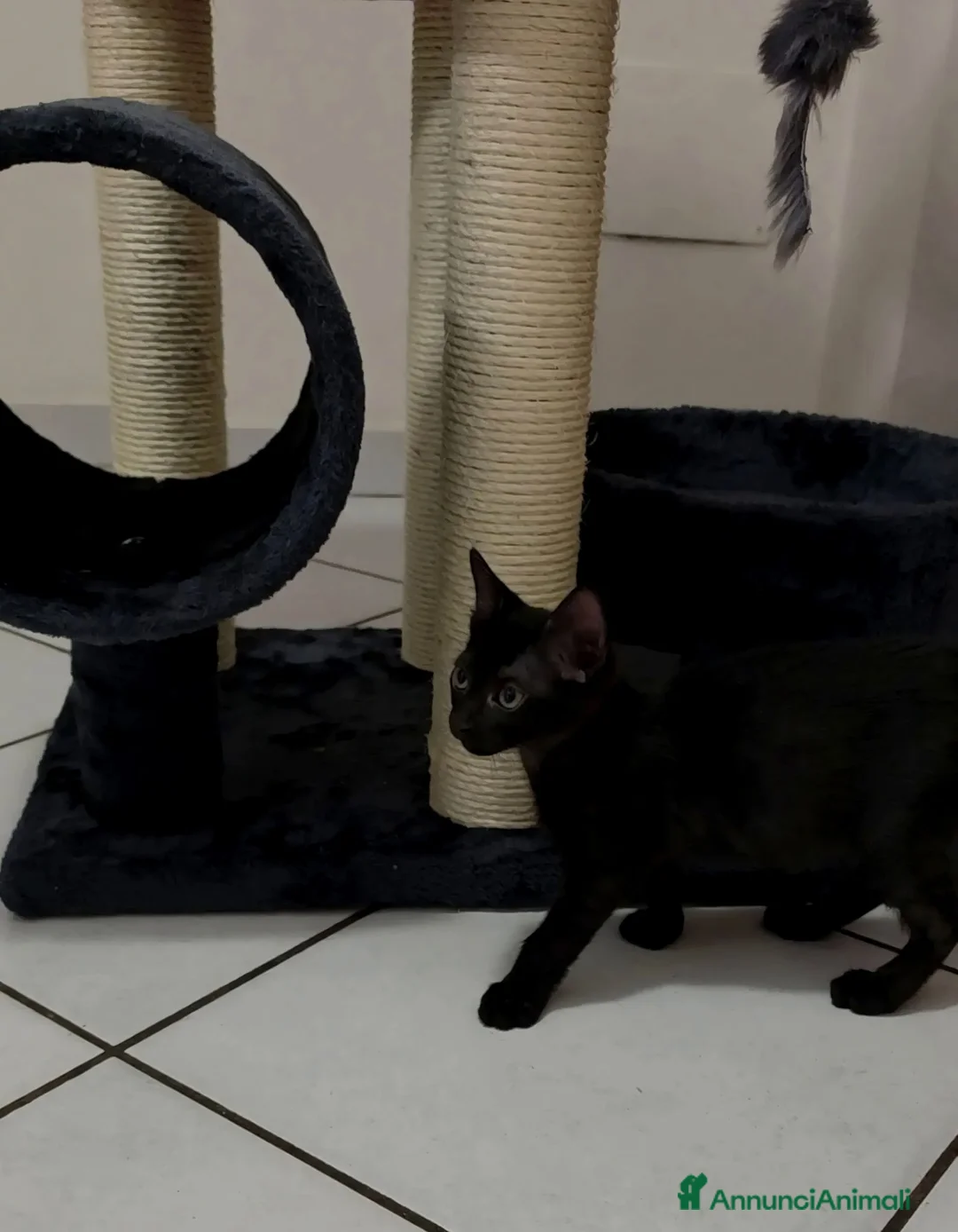 Europeo gatti in regalo: LUNA 3 MESI REGALO  - Annuncio 2