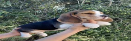Beagle cani in vendita: Cuccioli di Beagle  - Annuncio 6