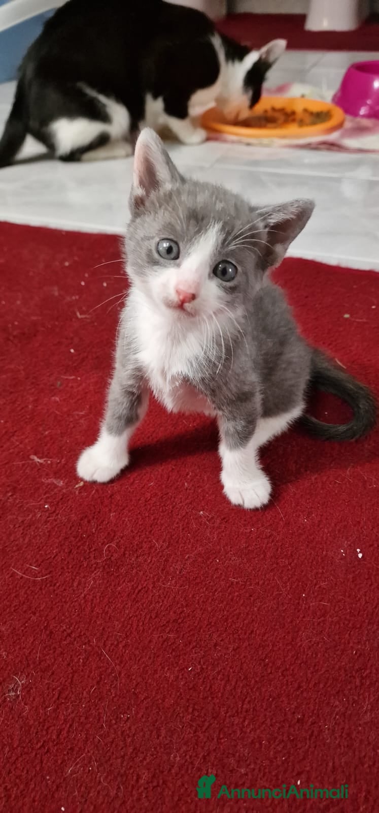 Meticcio gatti in regalo: Felixia e piccoli  - Annuncio 4