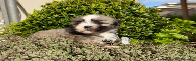 Maltipoo 2