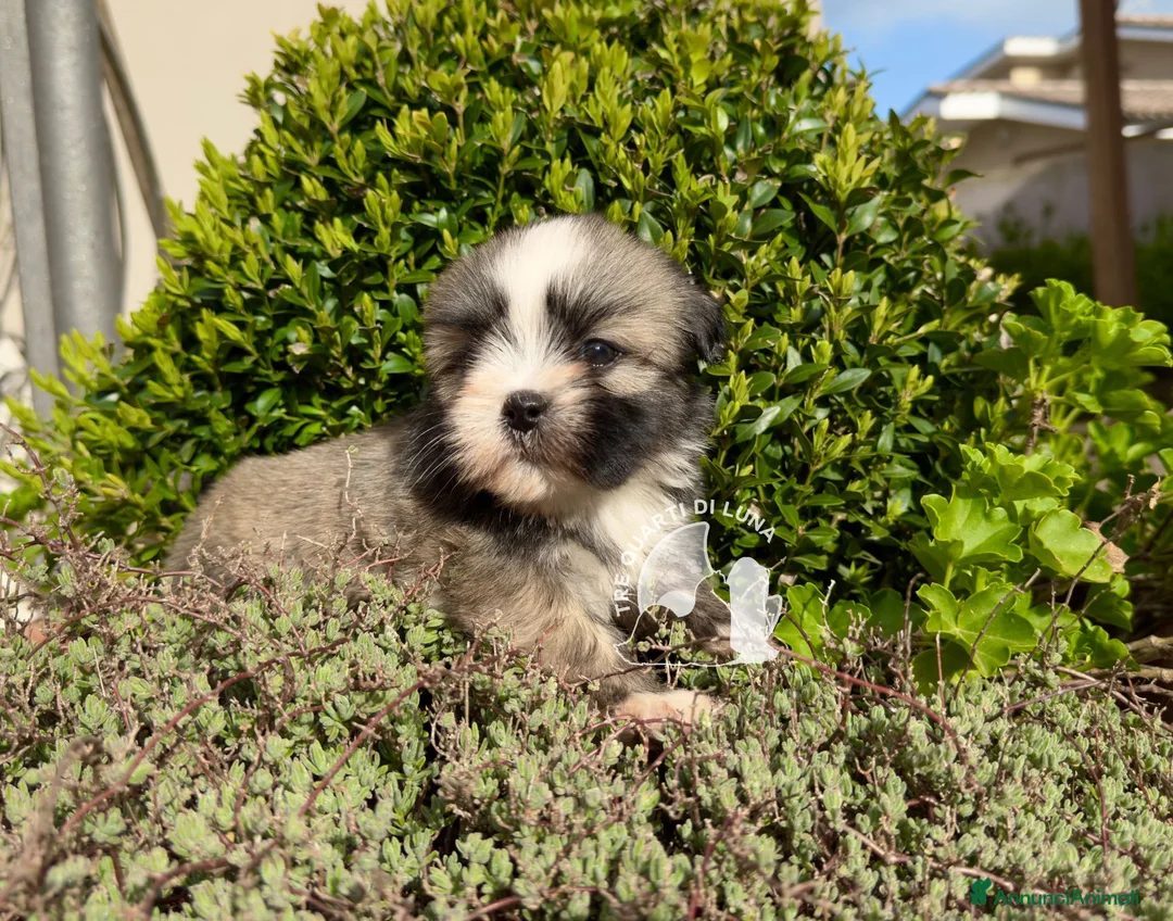Maltipoo cani in vendita: Tre Quarti di Luna Barboncino Maltipoo Lhasa Apso - Annuncio 2