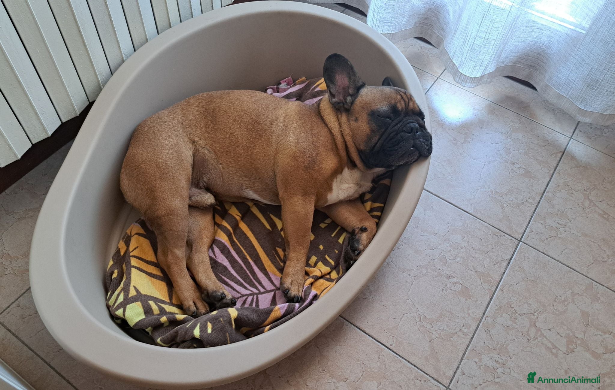 Bulldog Francese cani Bulldog francese in regalo  - Annuncio 1