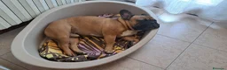 Bulldog Francese cani in regalo: Bulldog francese in regalo  a Provincia di Verona - Annuncio 1