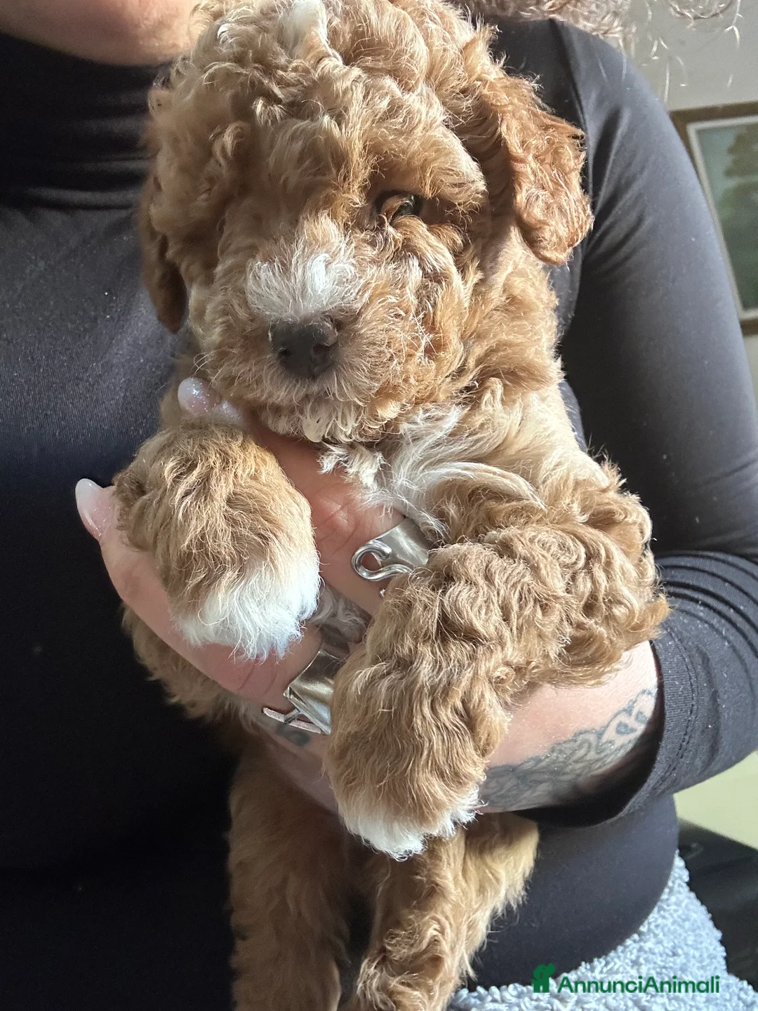 Barboncino Toy cani in vendita: Barboncini toy - Annuncio 1