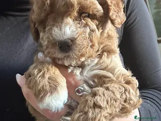 Barboncino Toy cani Barboncini toy - Annuncio 1