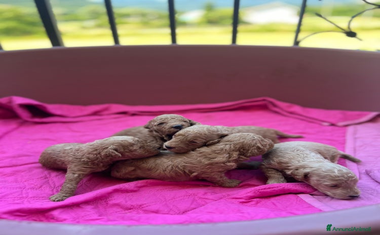 Barboncino cani a Provincia dell'Aquila - Annuncio 7