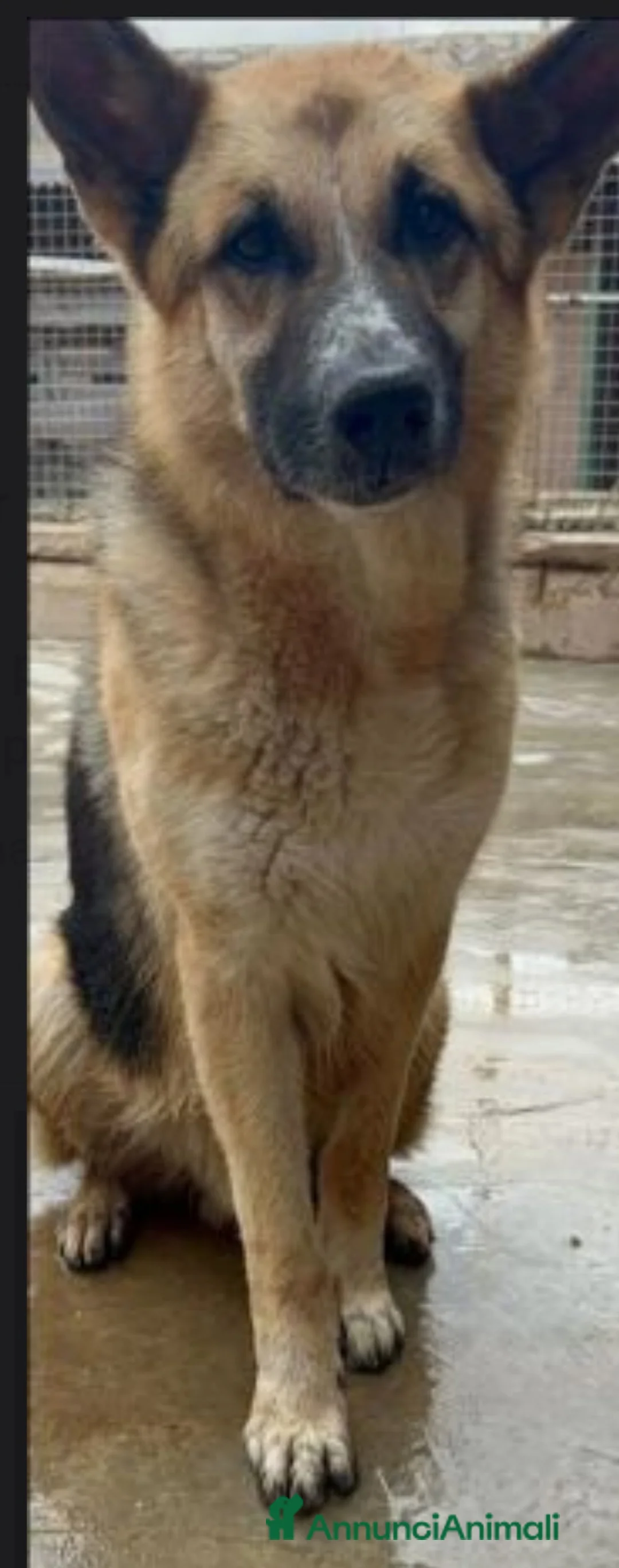 Pastore Tedesco cani in regalo: Pastore Tedesco 7anni mollato conciato!!SAVONA SOS - Annuncio 5