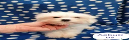 Maltese cani in vendita: Maltese cucciolo maschio  - Annuncio 2