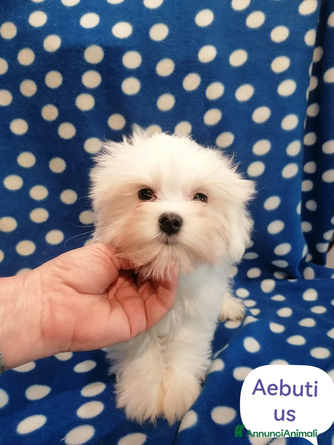 Maltese cani in vendita: Maltese cucciolo maschio  - Annuncio 2