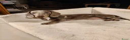 Bassotto cani in vendita: Bassotti isabella  - Annuncio 5