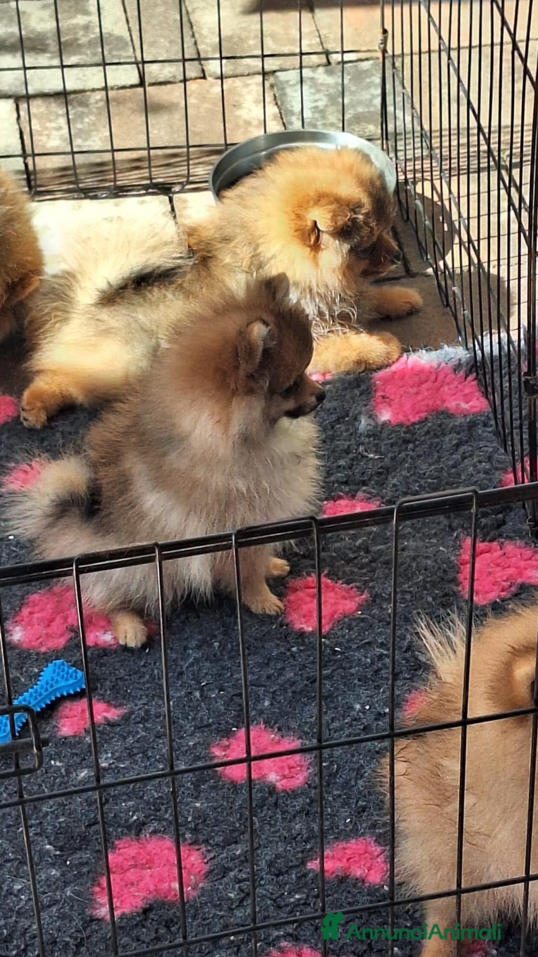 Volpino Pomerania cani Cucciolo di Spitz Tedesco Nano (Pomerania) - Annuncio 2