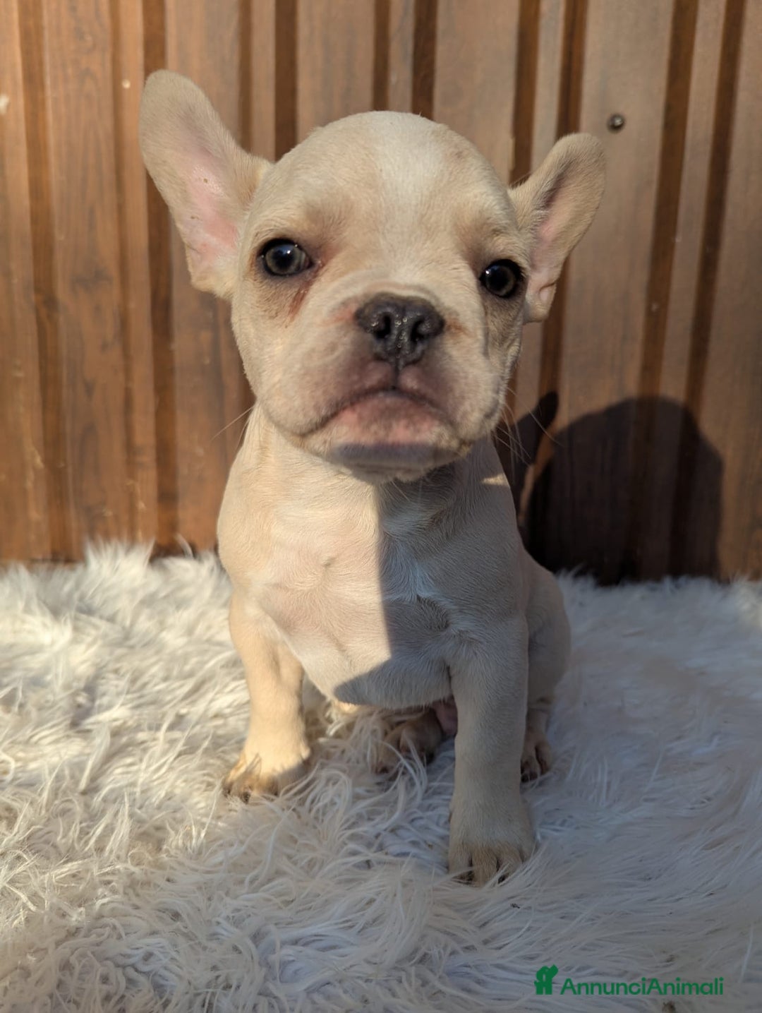 Bulldog Francese cani in vendita: Bulldog francese blu e merle - Annuncio 5