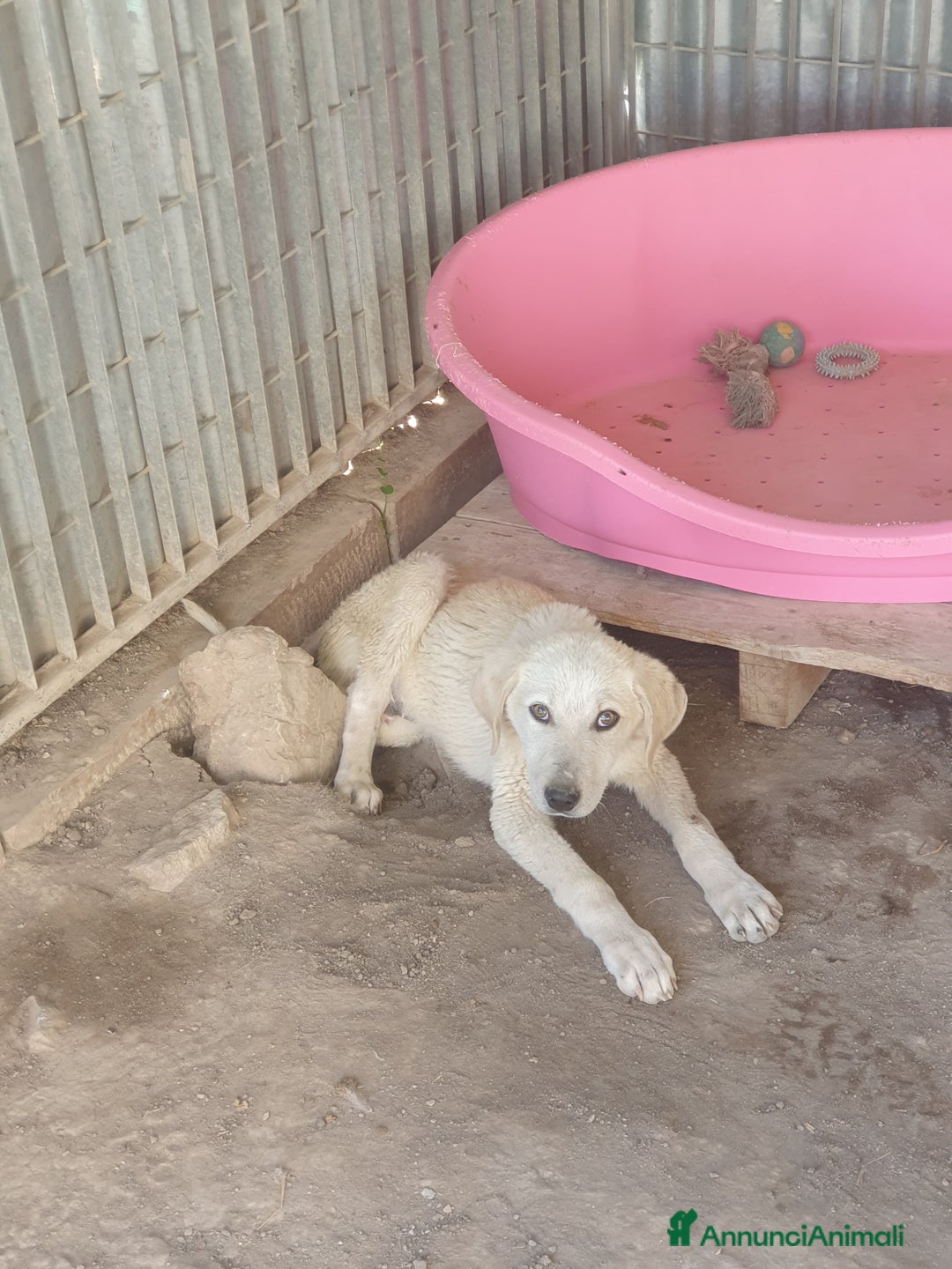 Meticcio cani in regalo:  AKI  - Annuncio 4