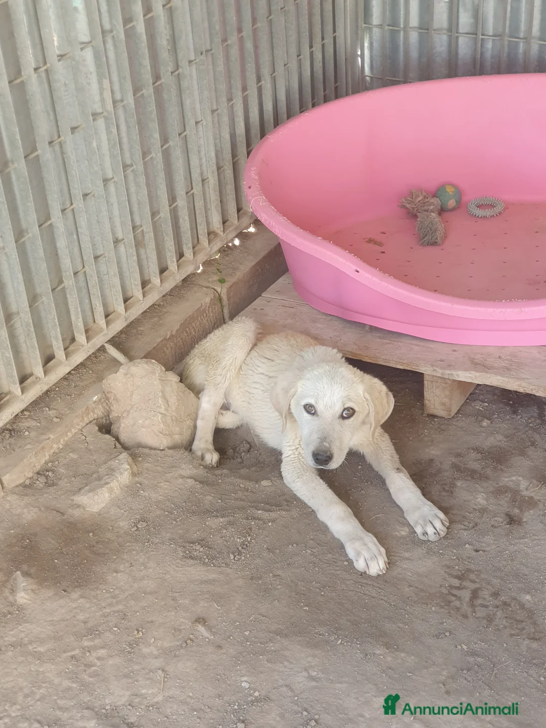 Meticcio cani in regalo:  AKI  - Annuncio 4