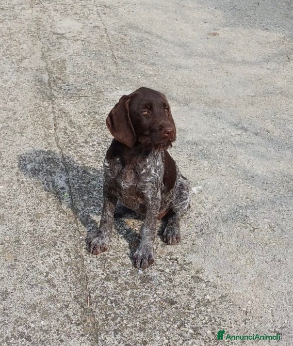 Drahthaar cani Cucciola e cucciolone Drahthaar - Annuncio 18