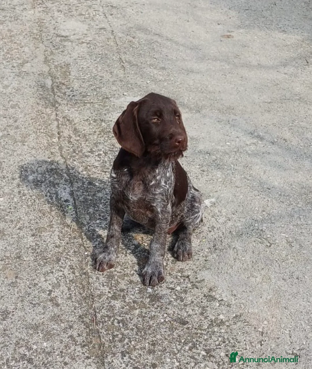 Drahthaar cani in vendita: Cucciola e cucciolone Drahthaar a Provincia di Latina - Annuncio 1