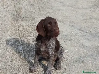 Drahthaar cani Cucciola e cucciolone Drahthaar - Annuncio 18