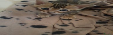 Bengala Gattino 2