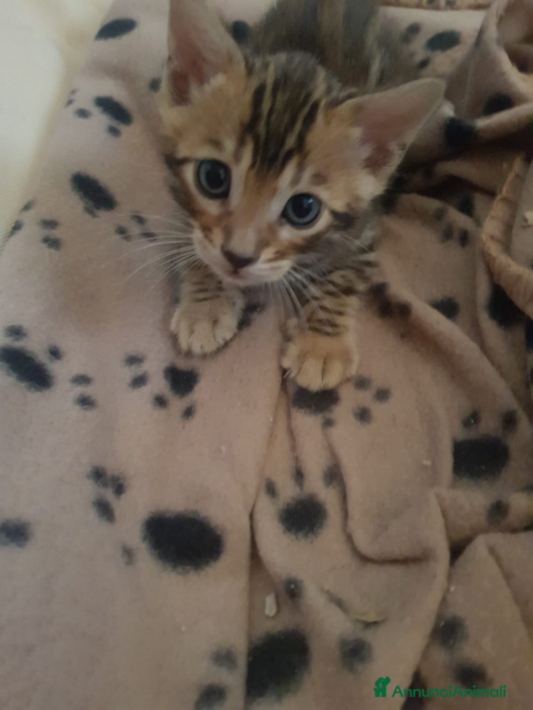 Bengala gatti in vendita: dolcissimi cuccioli di Bengala con pedigree  - Annuncio 11