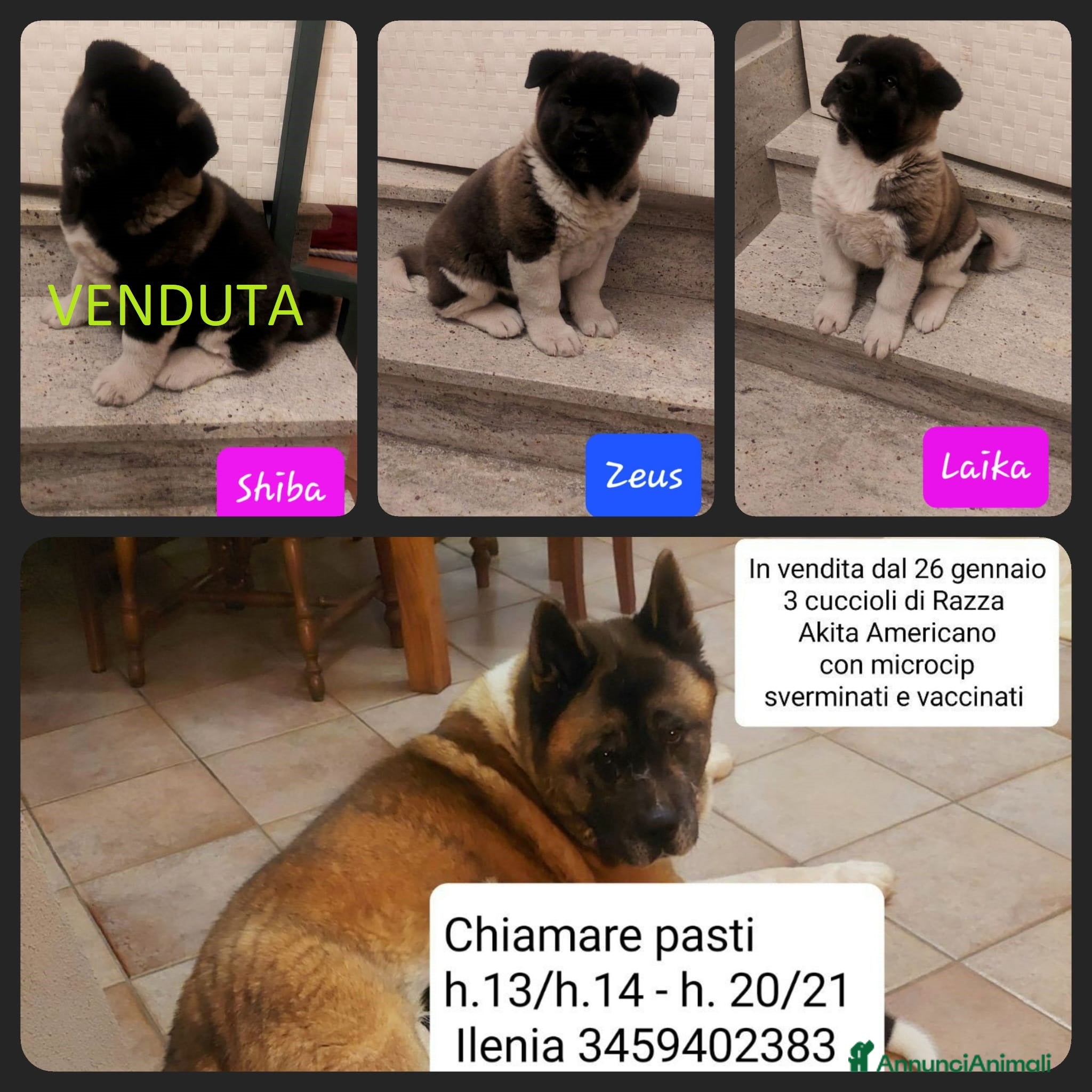 Akita Americano cani CUCCIOLI DI AKITA AMERICANO IN VENDITA - Annuncio 6
