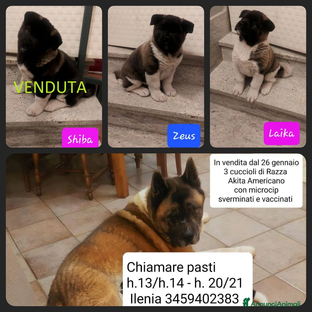 Akita Americano cani in vendita: CUCCIOLI DI AKITA AMERICANO IN VENDITA - Annuncio 1