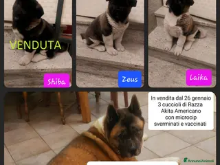 Akita Americano cani CUCCIOLI DI AKITA AMERICANO IN VENDITA - Annuncio 6