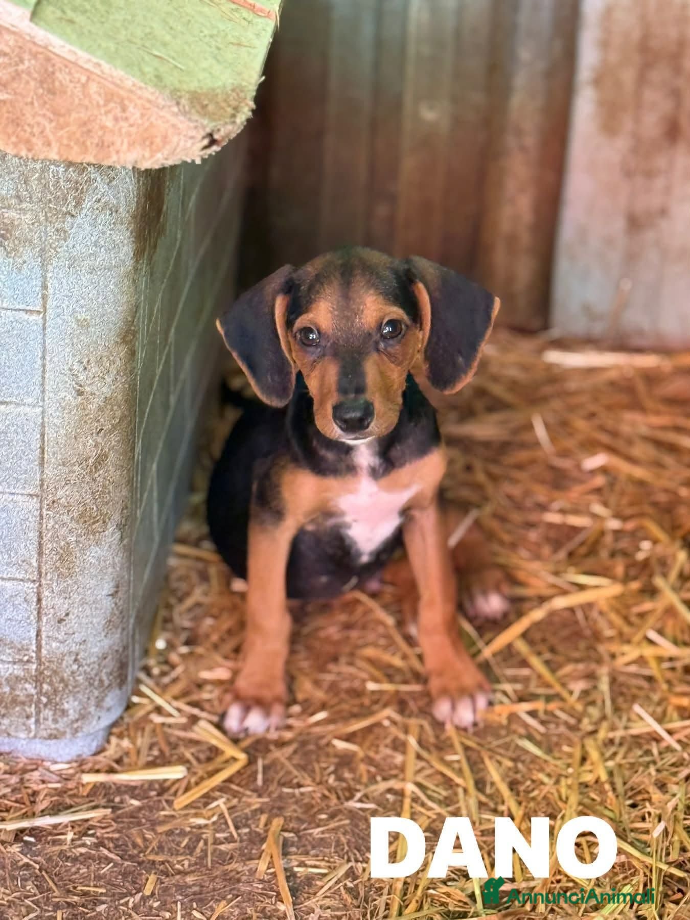 Meticcio cani DANO, scricciolino tenerissimo! TG PICCOLA - Annuncio 25
