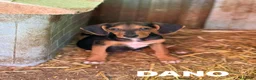Meticcio cani in regalo: DANO, scricciolino tenerissimo! TG PICCOLA - Annuncio 1